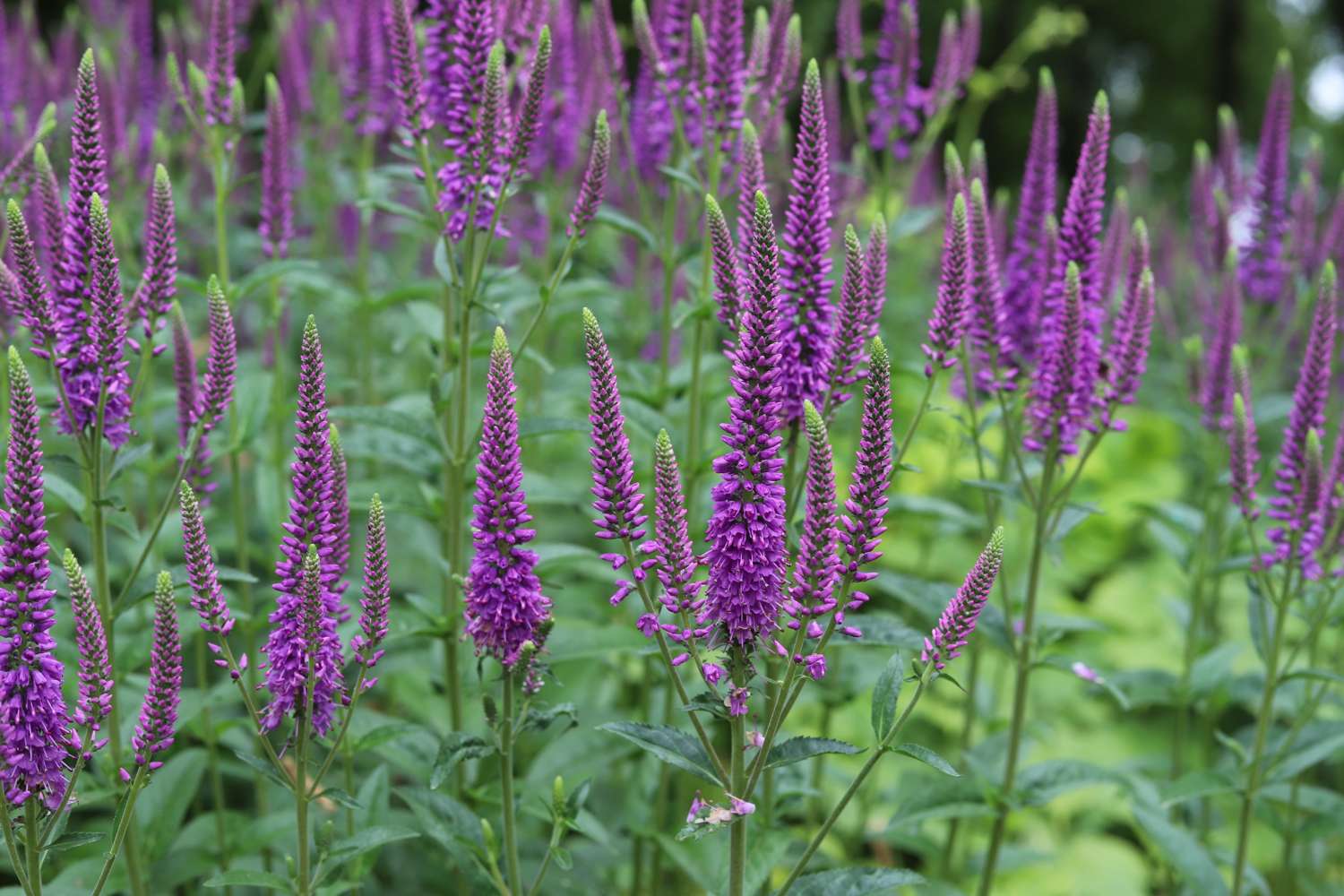 Speedwell Veronica Spicata ‘Blauriesin’